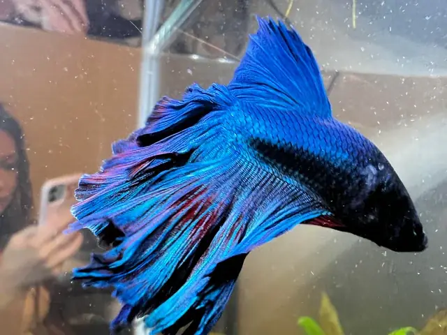 Cá Betta Lột Vảy: Nguyên Nhân Và Cách Chữa Trị Hiệu Quả?