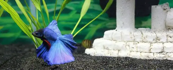 Những Nguyên Nhân Chính Khiến Cá Betta Lười Bơi Những Nguyên Nhân Chính Khiến Cá Betta Lười Bơi