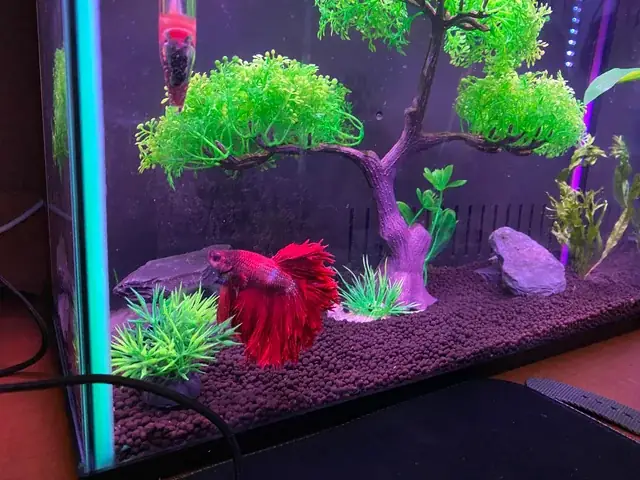 Vì Sao Cá Betta Lười Bơi? Hướng Dẫn Chẩn Đoán & Phục Hồi