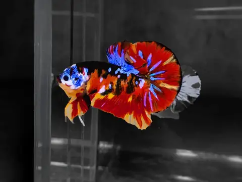 Cá Betta Mắc Nhất Thế Giới: Khám Phá Những "báu Vật Sống" Đáng Giá Hàng Tỷ Đồng