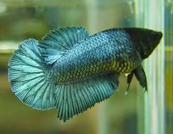 Cá Betta Mái Đuôi Dài: Đặc Điểm, Cách Nuôi Và Chăm Sóc Chi Tiết