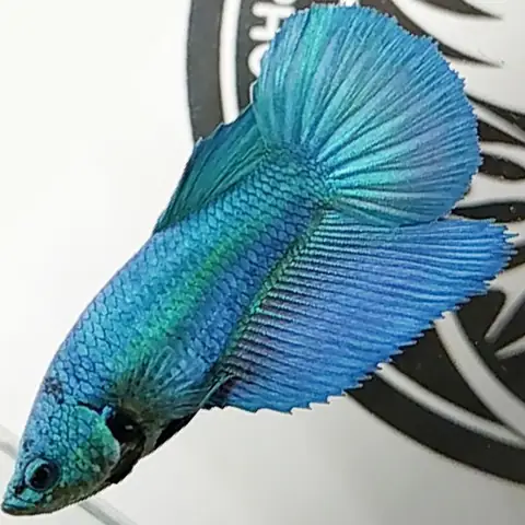 Cá Betta Mái Đuôi Dài: Đặc Điểm, Cách Nuôi Và Chăm Sóc Chi Tiết