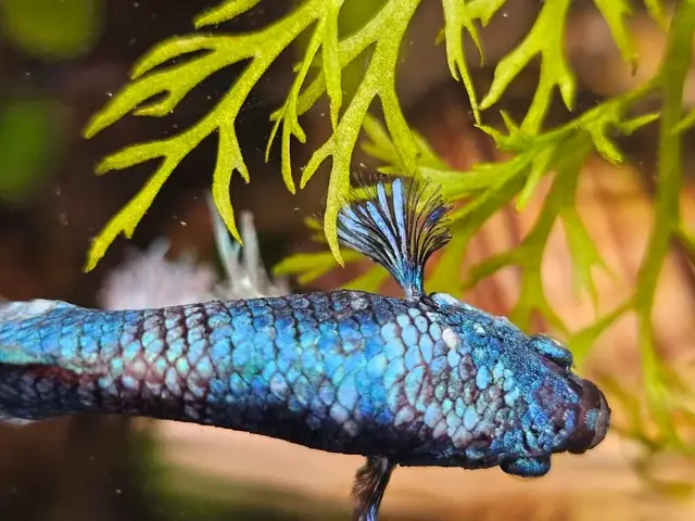 Cá Betta Mất Màu: Nguyên Nhân & Cách Phục Hồi Hiệu Quả