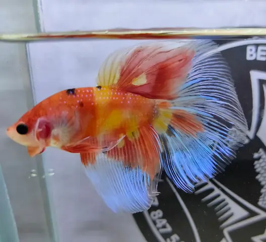 Bài Review Liên Quan: