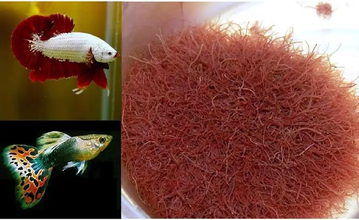 Không Cho Cá Ăn Quá Nhiều