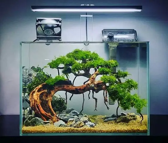 Thay Nước Và Vệ Sinh Bể Thường Xuyên