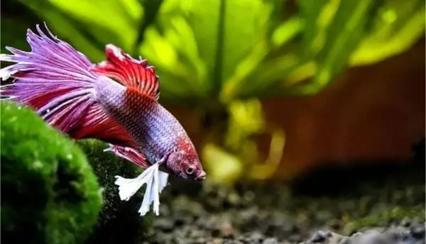 Bệnh Rối Loạn Bàng Quang Bơi