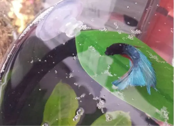 Tại Sao Cá Betta Nằm Im?