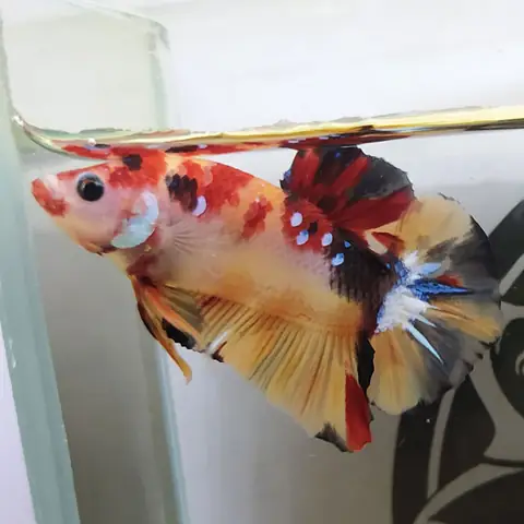 Cá Betta Koi Nemo Galaxy Kpop Cá Betta Koi Nemo Galaxy Kpop