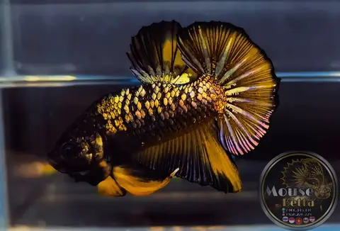 Cá Betta Nhập Indonesia: Đặc Điểm & Dòng Phổ Biến