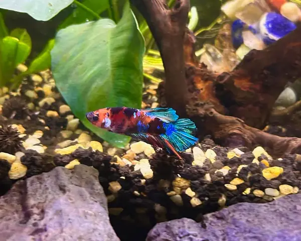 Nguyên Nhân Và Cách Xử Lý Khi Cá Betta Nhảy Ra Ngoài Bể