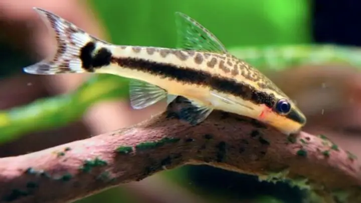 Cá Otto (otocinclus)