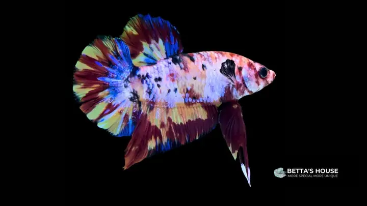 B. Cá Betta Trống Khác