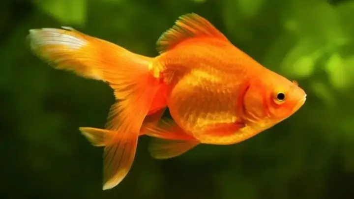 A. Cá Vàng (goldfish)