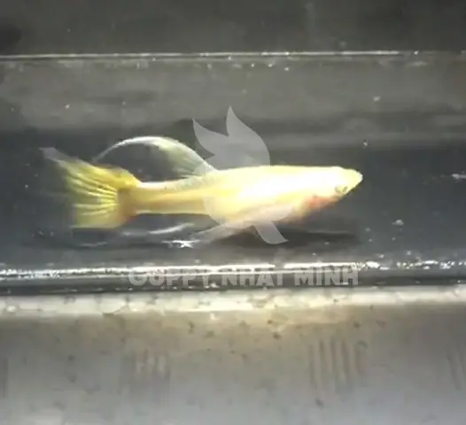 Cá Betta Nuôi Chung Với Cá Bảy Màu