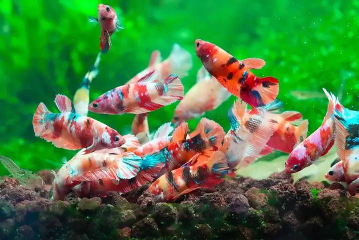 Trào Lưu Nuôi Cá Betta Thủy Sinh Lan Rộng Ở Đô Thị Trào Lưu Nuôi Cá Betta Thủy Sinh Lan Rộng Ở Đô Thị