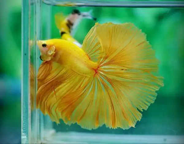 Màu Đơn Sắc Hay Đa Sắc Cho Cá Betta