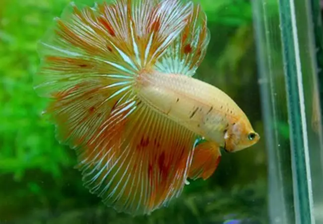 Cá Betta Rách Đuôi: Nguyên Nhân, Cách Phòng Tránh Và Hồi Phục Hiệu Quả