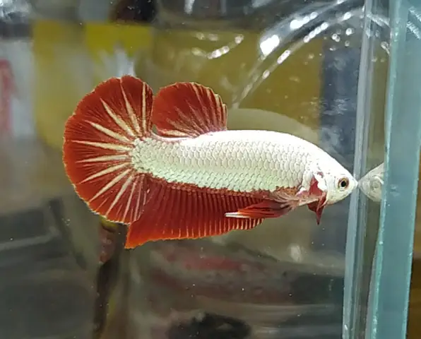 Cá Betta Rồng Đỏ Mái: Cách Nhận Biết, Giá Bán & Kỹ Thuật Nuôi Chi Tiết