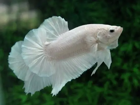 Cá Betta Rồng Trắng - Vi Sinh Cá Cảnh Aquarium Care
