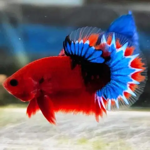 Tính Cách Độc Đào: Tính Cách Độc Đào: