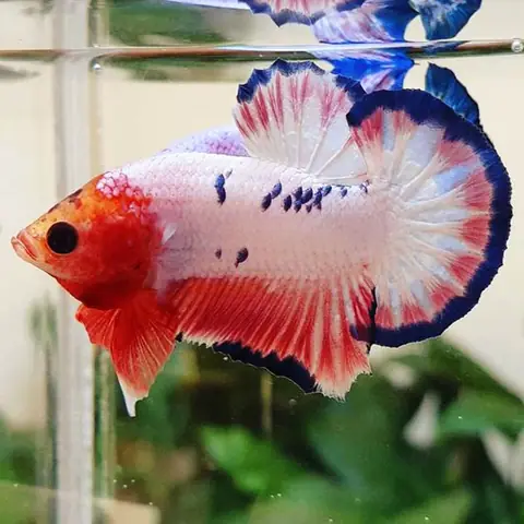 Kết Luận: Kết Luận: