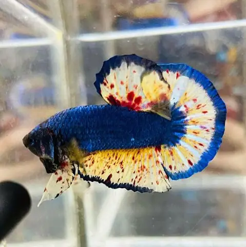 Khám Phá Từng Loại Cá: Khám Phá Từng Loại Cá: