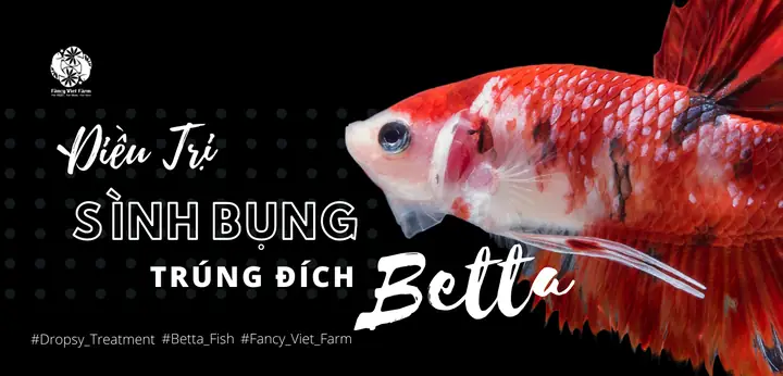 Cá Betta Sình Bụng