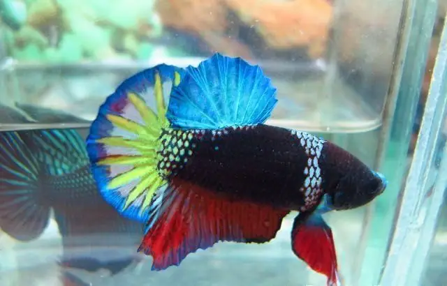 Cá Betta Size Lớn: Hướng Dẫn Chăm Sóc & Phân Biệt