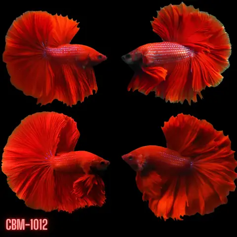 Beta Fish | Super Red Halfmoon Male Betta — Coast Gem Usa