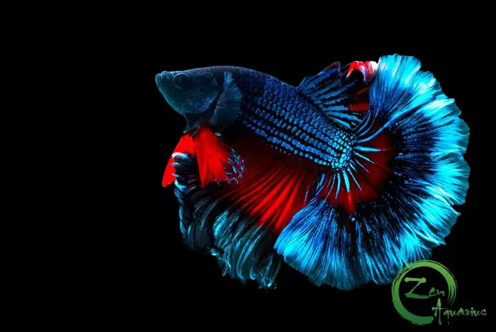 Kinh Nghiệm Nuôi Cá Betta Thái Không Chết Mà Bạn Nên Biết | Zen ...