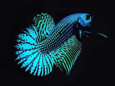 Cá Betta Hoang Dã Thái Lan Wild Alien - Vi Sinh Cá Cảnh ...