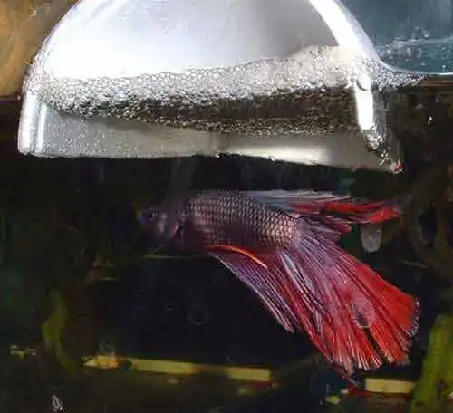 Các Nguyên Nhân Chính Khiến Cá Betta Trống Ăn Con