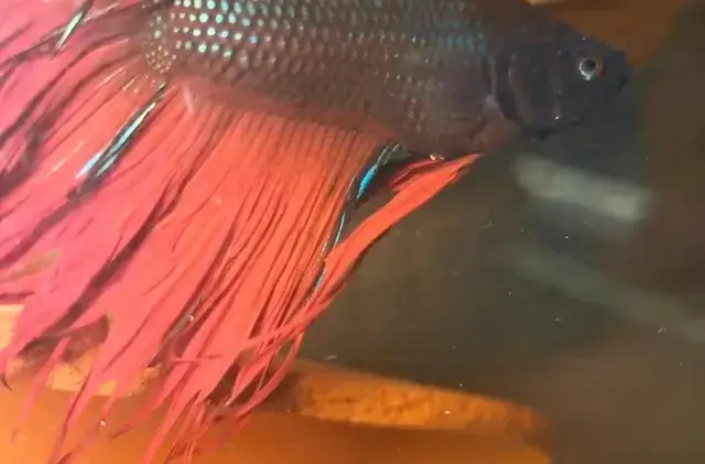 Sự Thật Về Hành Vi Cá Betta Trống Ăn Con