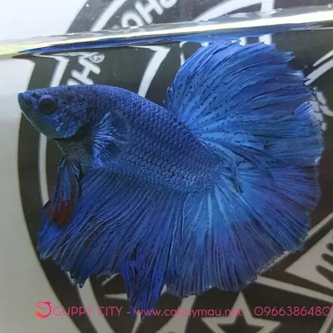 Cá Betta Xanh - Guppy City - Cá Bảy Màu Hà Nội