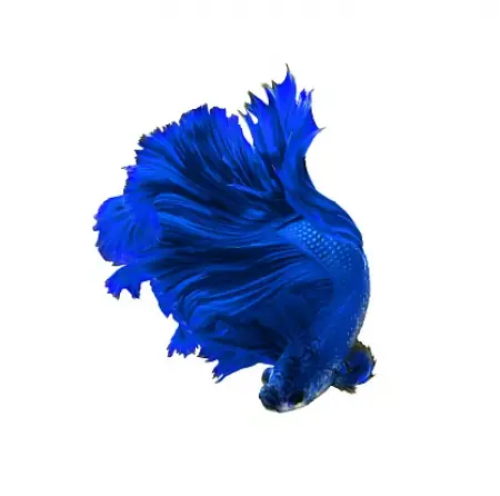 Cá Betta Rồng Xanh - Vi Sinh Cá Cảnh Aquarium Care