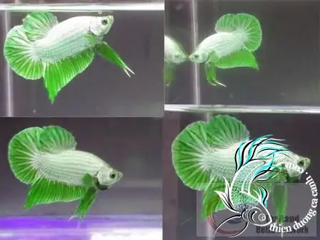 Cá Betta Xanh Lá: Nguồn Gốc, Đặc Điểm & Cách Chăm Sóc Toàn Diện