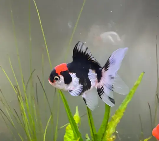 Cá Bị Đen Người: Nguyên Nhân, Dấu Hiệu Và Cách Xử Lý Hiệu Quả