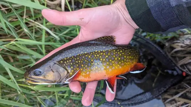 Cá Bị Hoảng Loạn: Dấu Hiệu, Nguyên Nhân & Cách Xử Lý Hiệu Quả