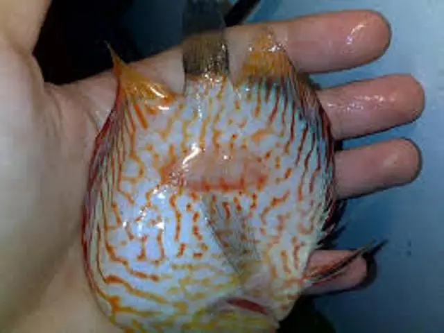 Cách Phòng Và Trị Bệnh Lở , Loét Đầu Thân Ở Cá Cảnh Cách Phòng Và Trị Bệnh Lở , Loét Đầu Thân Ở Cá Cảnh