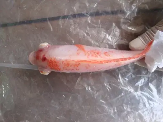 Bệnh Lồi Mắt Ở Cá Cảnh: Nguyên Nhân Và Cách Phòng - Trị Bệnh