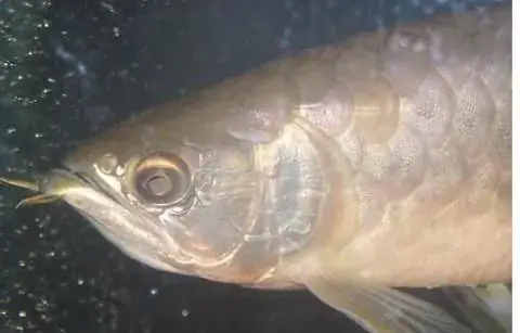 Cá Bị Mất Mắt: Nguyên Nhân, Nhận Biết Và Cách Chăm Sóc Hiệu Quả