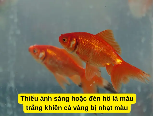 Thiếu Ánh Sáng Hoặc Đèn Hồ Là Màu Trắng Khiến Cá Vàng Bị Nhạt Màu Thiếu Ánh Sáng Hoặc Đèn Hồ Là Màu Trắng Khiến Cá Vàng Bị Nhạt Màu