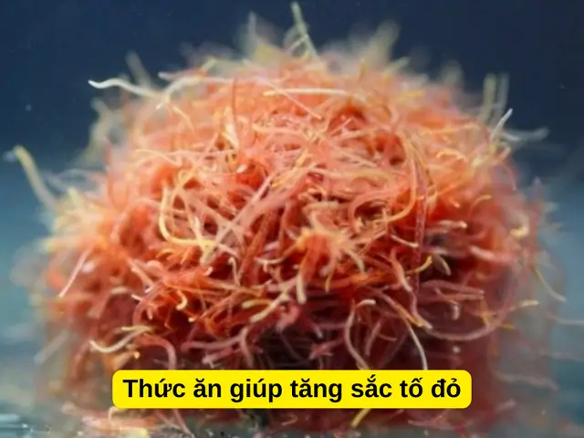 Cho Cá Ăn Thức Ăn Có Tác Dụng Tăng Màu. Cho Cá Ăn Thức Ăn Có Tác Dụng Tăng Màu.