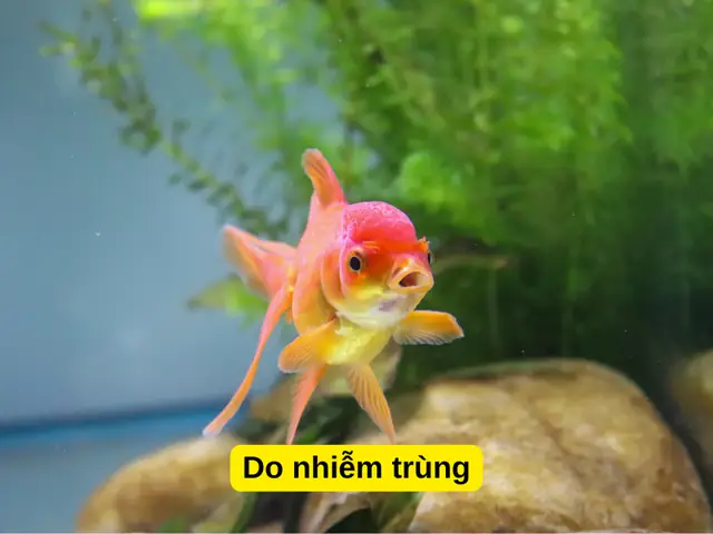 Do Nhiễm Trùng Do Nhiễm Trùng