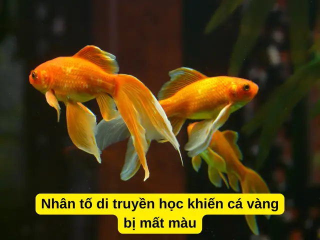 Nhân Tố Di Truyền Học (nguồn Gen, Giống, Cách Lai Tạo) Khiến Cá Vàng Bị Mất Màu Nhân Tố Di Truyền Học (nguồn Gen, Giống, Cách Lai Tạo) Khiến Cá Vàng Bị Mất Màu