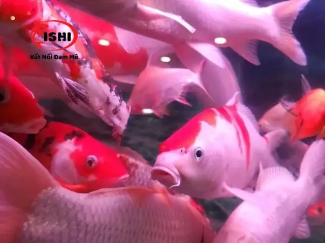 Nguyên Nhân Nào Khiến Cá Koi Bị Ngứa Mình?