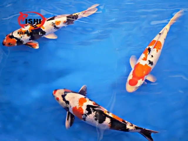 Hướng Dẫn Điều Trị Cho Cá Koi Khi Bị Ngứa Mình