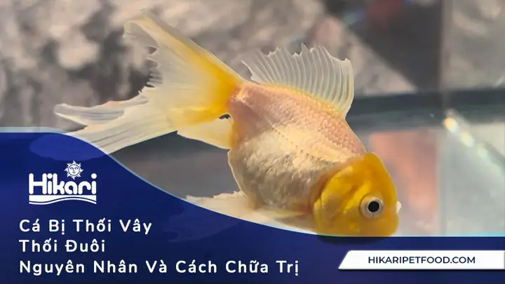 Cá Bị Thối Vây, Thối Đuôi: Nguyên Nhân Và Cách Chữa Trị