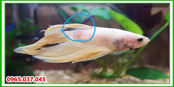 Cá Bị Thối Thân Là Gì? Bệnh Thối Thân Ở Cá Có Lây Không?